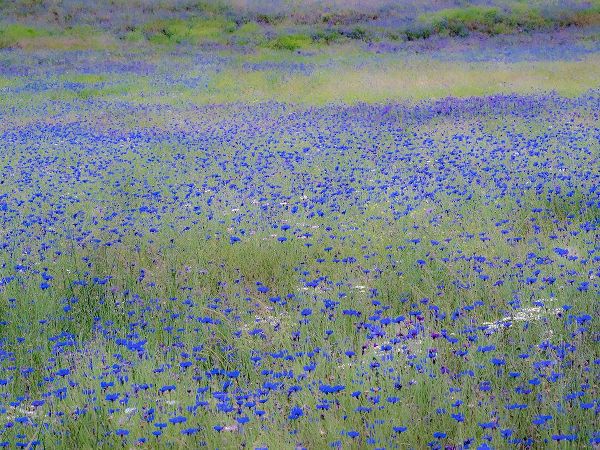 Gulin, Sylvia 아티스트의 USA-Washington State-Palouse blue bachelor buttons in large field near Winona작품입니다.